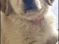 Golden Retriever Eğitimli