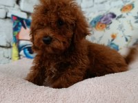 Toy poodle erkek yavrumuz