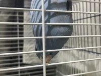 Muhabbet Kuşları ve Forpus Papağanı