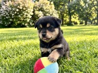 Pomeranian Köpeği
