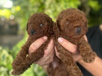 Poodle Yavrular