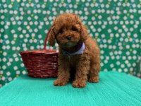 Sevimli Toy Poodle Yavrularımız