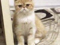 Exotic shorthair 6 aylık