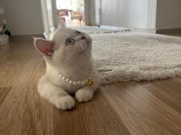 6 aylık aşılı exotic shorthair