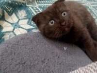 Chocolate point scottish fold