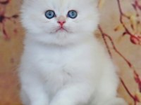 Uzun Tüylü Mavi Göz ns1133 British Longhair
