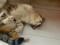 Ücretsiz sahiplendirme tekir