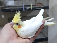 Ele alışık ısırma huyu yok sultan papağanı