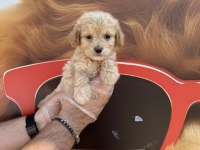 IRK GARANTİLİ MALTİPOO YAVRULARIMIZ