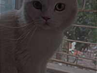 Oyuncul kedimiz