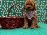 Sevimli Toy Poodle Yavrularımız