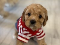 Maltipoo son yavru