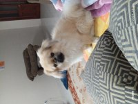 PEKİNEZ 8 AYLIK ÇİPİ VAR OYUNCU VE ÇOK SEVİMLİ
