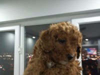 Toy poodle yavruları