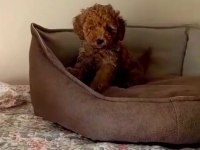 YAKISIKLI POODLE OĞLANLAR