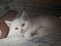 BRİTİSH KEDİSİ YAVRULAR