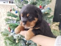 İri kafa üst kalite rottweiler yavrular