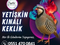 DAMIZLIK KEKLİK