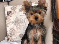 Şecereli Yorkshire Terrier Bebekler