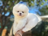 Pomeranian Boo Yavrumuz 2 Aylık