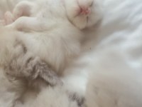 İran Persian yavrularımız