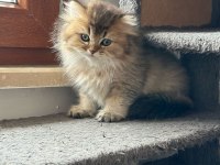 A kalite british longhair yavrularımız