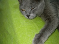 Sahiplendirilecek british shorthair kedimiz