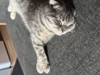 Scottish fold kedimiz marmelat yuvasını arıyor
