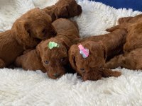 SAĞLIK VE IRK GARANTİLİ TOY POODLE