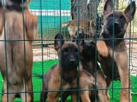 1 SINIF WORKİNG LINE BELGIAN MALINOIS