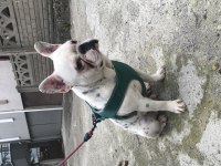 French bulldog 0 burun 0 kuyruk