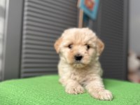 Güzeller güzeli maltipoo