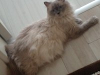 2.5 yaşında british longhair kızımıza yuva arıyoruz