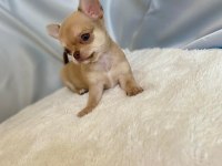 karamel chihuahua (şivava) kardeşler