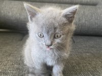 Antalya British Shorthair 2 Aylık
