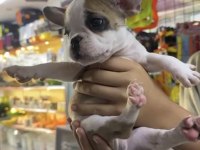 2.5 aylık french bulldog