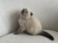 Ev Ortamında Büyümüş Eşsiz Güzellikte Scottish Fold Yavrular
