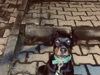 Safkan Doberman