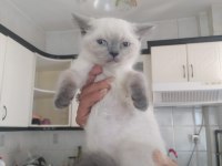 BLUE POINT DİŞİ 70 GÜNLÜK KEDİMİZ
