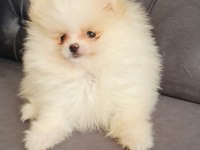 Show kalite pomeranian boo
