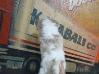 60 Günlük Dişi Morkie