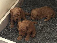 Bakımlı toy Poodle bebekler