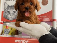 Toypoodle sevimli yavrular onaylı ruhsatlı çiftlik 