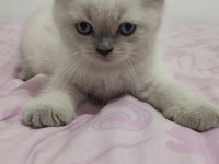Safkan british shorthair son iki yavrumuz