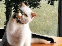 8 aylık çok uysal exotic shorthair