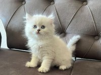 British longhair yavrularım