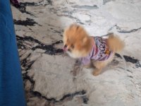 Pomeranian yavrumuz yeni sahibini arıyor