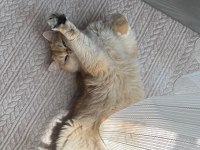Golden British Shorthair 3 Yaşında Kısır