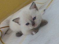 Minik british longhair yavrularım yeni yuvalarını arıyor