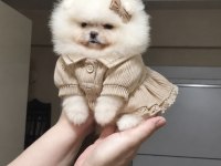 MİNİK PRENSES POMERANİAN BOO